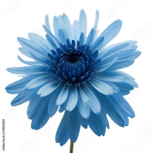A close-up of a vibrant blue chrysanthemum flower with delicate petals and a dark center