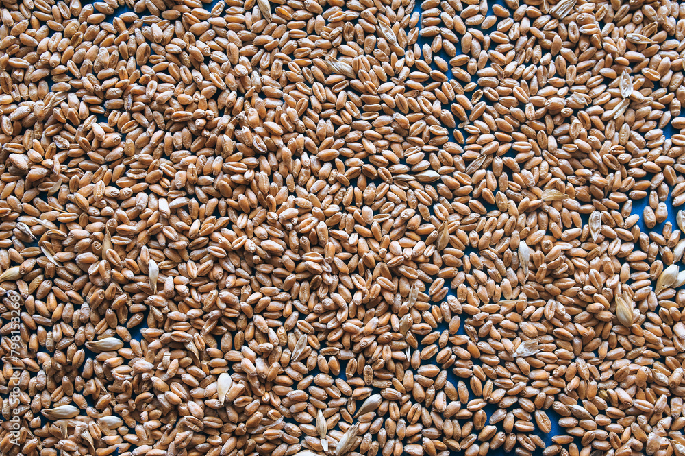 Obraz premium Dry wheat grains close-up. Natural background. Texture of seeds, top view.