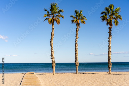 one palm tree on the beach with wooden path, sand, blue sky and some small clouds