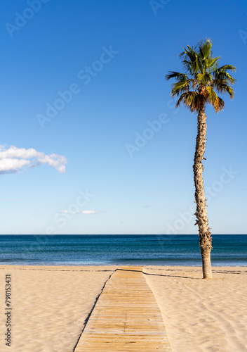 palm tree on the beach with wooden path, sand, blue sky and some small clouds
