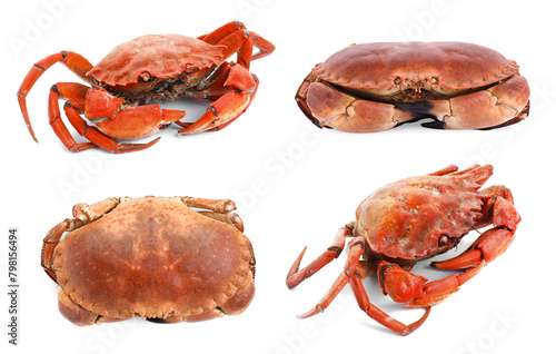 Fresh cooked crab isolated on white, set