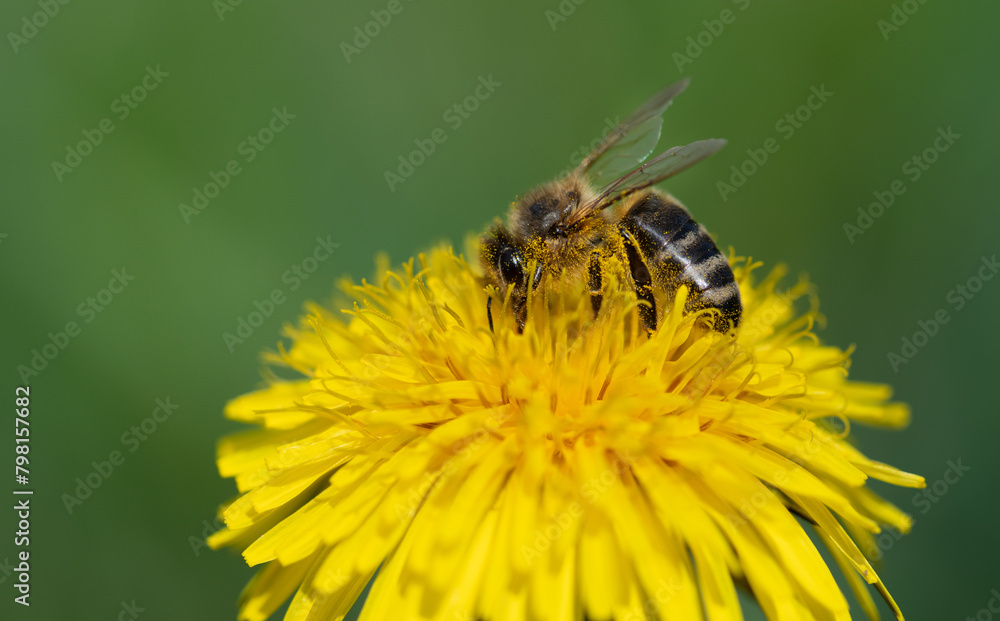 A small honeybee searches for pollen on a yellow dandelion flower. The background is green. The bee is covered in pollen and photographed from the side. A small honeybee searches for pollen on a yellow dandelion flower. The background is green. The bee is covered in pollen and photographed from the side.