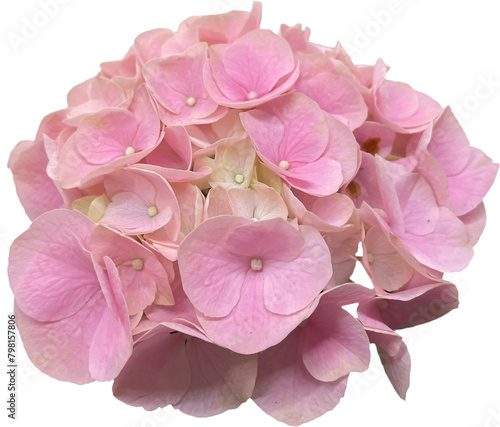pink hydrangea isolated png