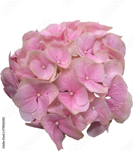 pink hydrangea flower isolated