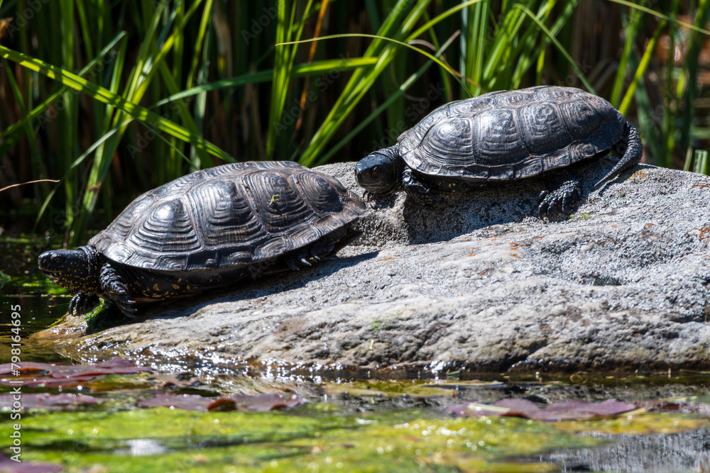 Obraz premium Schildkröten