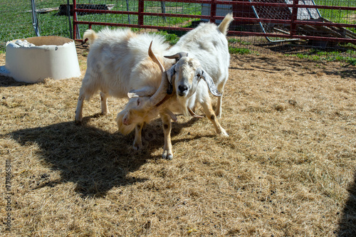 Head strong goats in angry battle