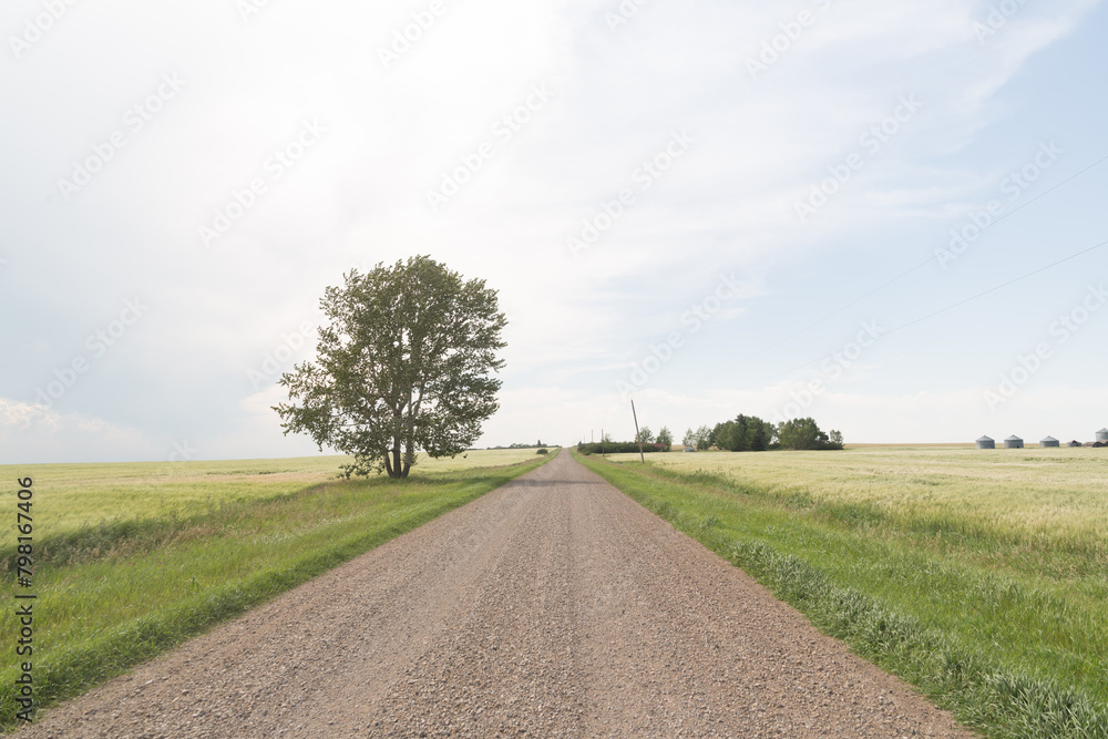 rural gravel road with a lone tree in summer