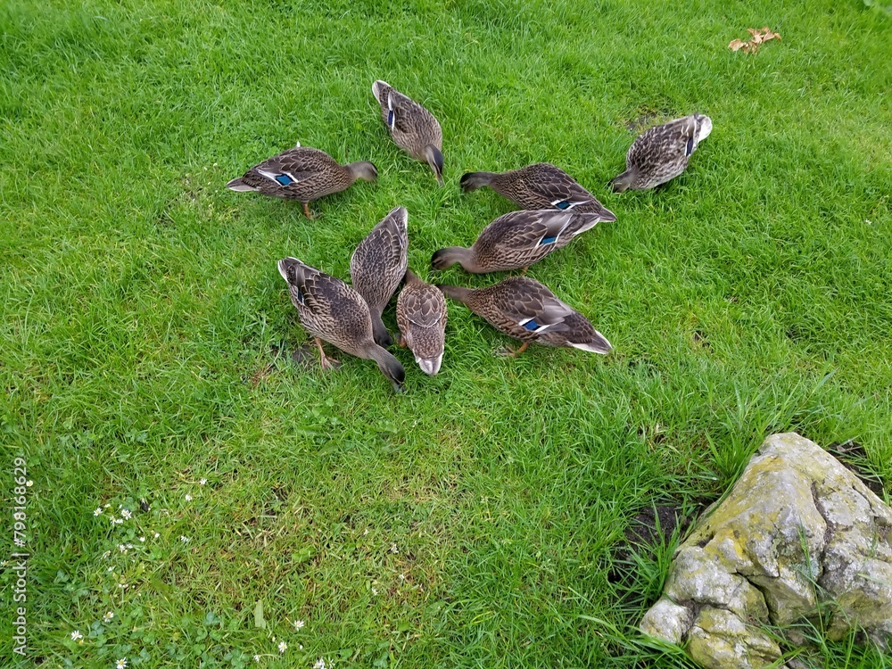 Fototapeta premium ducks on the grass
