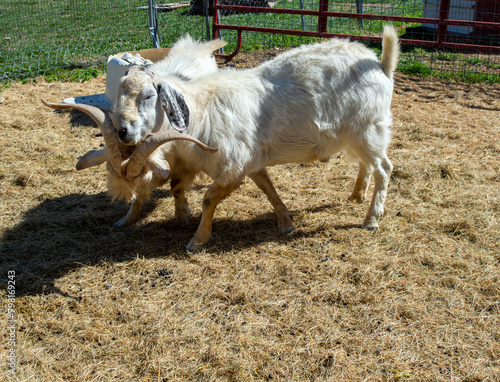 Two he-goats in a battle