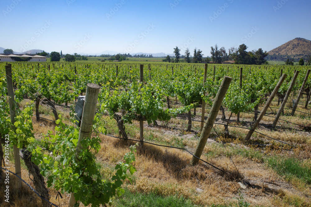 Santiago, Chile - 25 Nov, 2024: Grape vines at the Santa Rita Vineyards, Maipo, Chile
