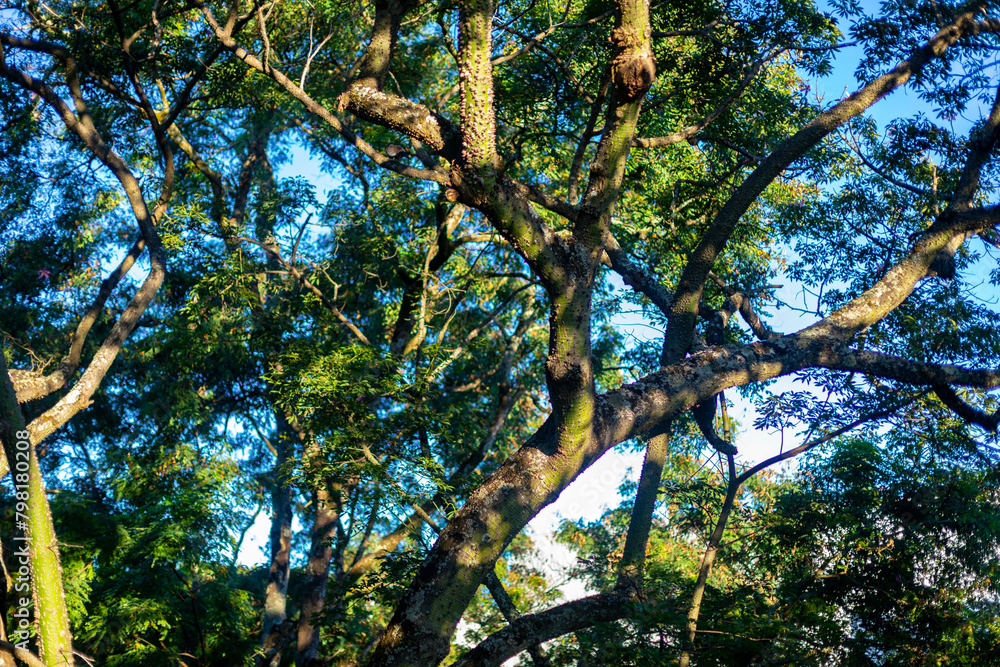 Fototapeta premium Brazilian rainforest trees for background