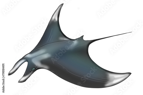 Foto Manta rays,Manta,Myliobatidae,Mobulidae ,Manouria emys,Orcinus orca,Pseudorca cr