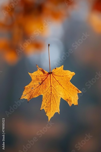 An orange maple leaf floating in mid-air against a blurred background of fall colors.