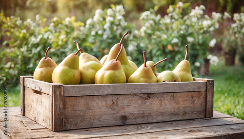 Harvest of pears in a wooden box against the backdrop of a pear orchard. Photo of a crate filled with fresh green pears. 