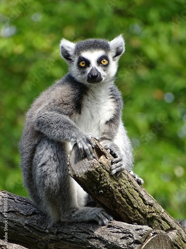 ring lemur © Faisal