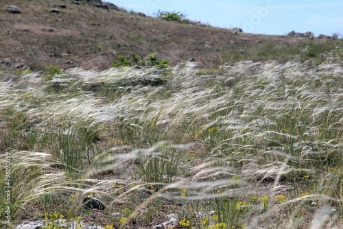 Stipa pulcherrima inflorescences in a meadow in spring
