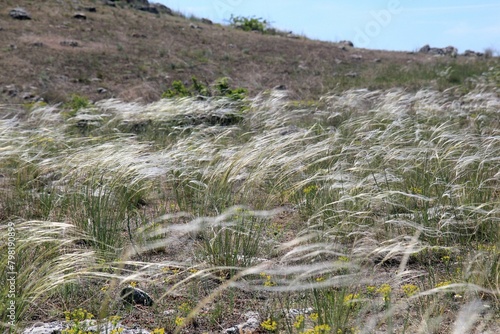 Stipa pulcherrima inflorescences in a meadow in spring
 photo