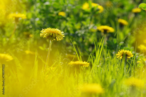 Spring background, fresh colors, dandelions and greenery.