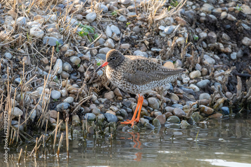 A Common redshank (Tringa totanus) looking for food along the shoreline.