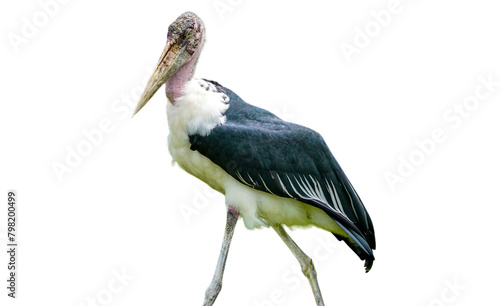 marabou stork (Leptoptilos crumenifer), isolated on white background, cut out photo