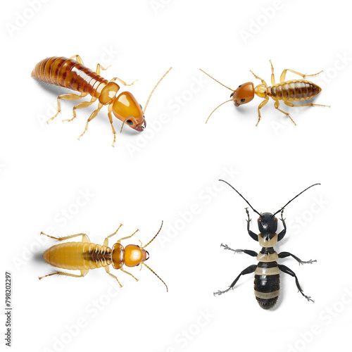 Close-up views of various termite and ant species isolated transparent png background © Edvvin