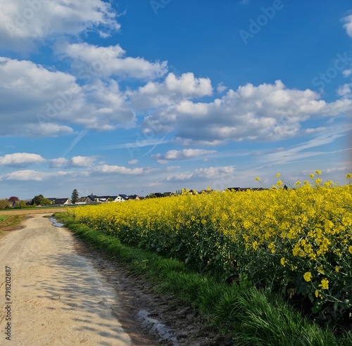 Frühlingsszene. Agrarlandschaft. Bebautes Feld. Landschaft. Landstraße. Ackerland. Blauer Himmel und weiße Wolken. Sonniger Tag. Natürlichen Umgebung. Kulturpflanzen. Baumsilhouetten. Lasches Grün.