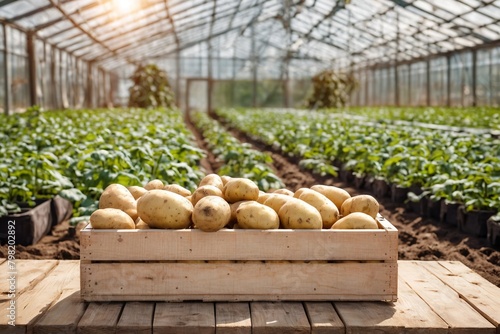 Simple wooden box full of dirty potatoes with a greenhouse in the background. Harvest potatoes, growing vegetables, gardening. Harved potatoes in a wooden box on the field. photo
