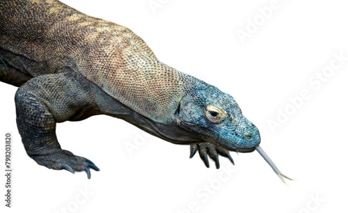 Komodo dragon (Varanus komodoensis), isolated on a white background, cut out  photo