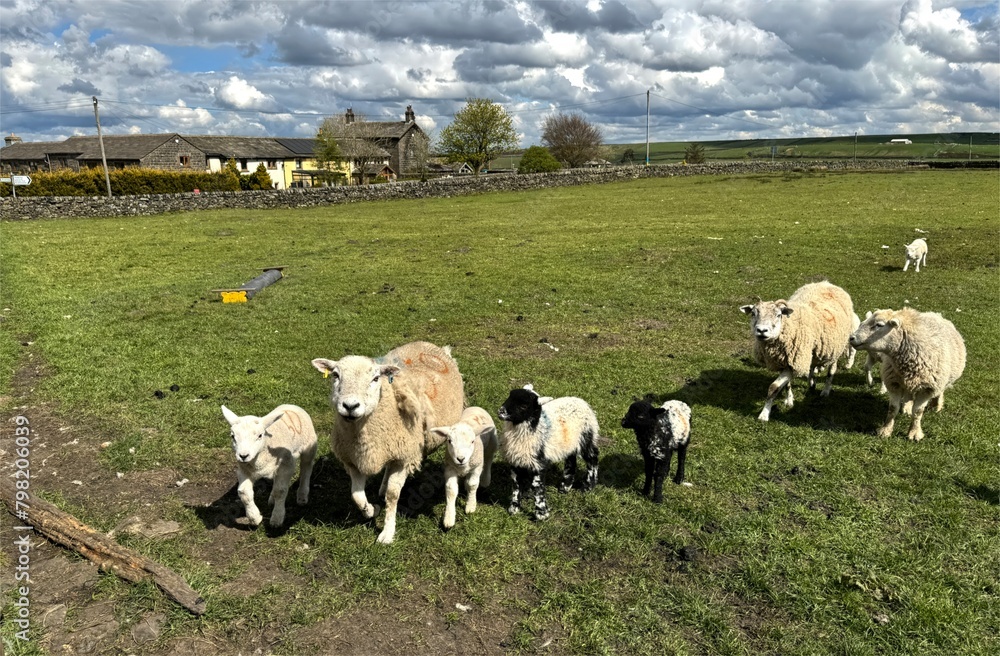 Friendly flock of sheep, with several lambs of different coat patterns, are gathered in a lush green field, on a late winters day near, Long Gate, Keighley, UK Friendly flock of sheep, with several lambs of different coat patterns, are gathered in a lush green field, on a late winters day near, Long Gate, Keighley, UK