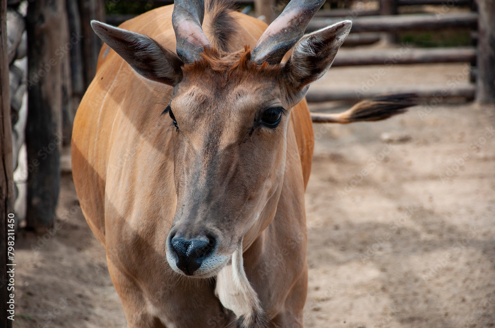 Wild animal and wildlife. Animal in zoo. African Eland antelope in zoo park. Wildlife and fauna. Eland antelope Wild animal and wildlife. Animal in zoo. African Eland antelope in zoo park. Wildlife and fauna. Eland antelope