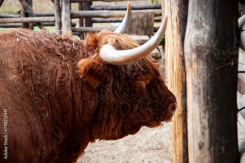 Animal in zoo. Highland cow bull in zoo park. Wildlife and fauna. Highland cow bull. Wild Scottish animal and wildlife