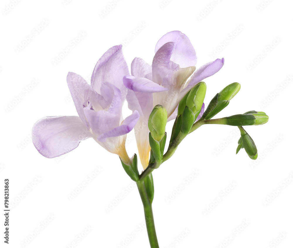 Beautiful violet freesia flower isolated on white Beautiful violet freesia flower isolated on white