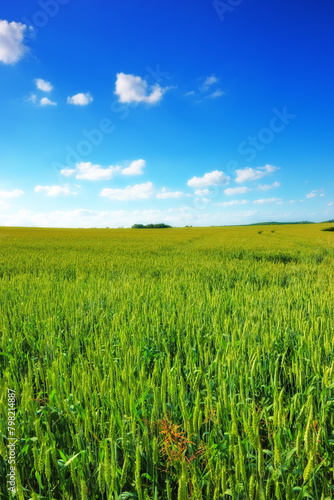 Green grass, field and blue sky with clouds in meadow for agriculture in countryside for environment growth. Cloudscape, horizon and beautiful in springtime in Texas with view for season with eco