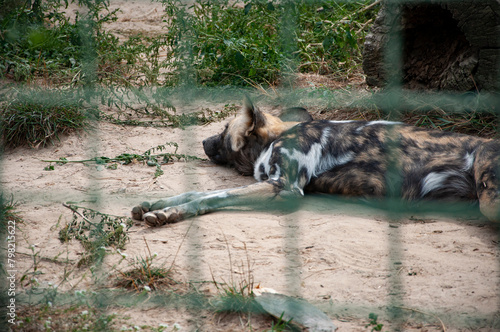 Photography African wild dog hyenas