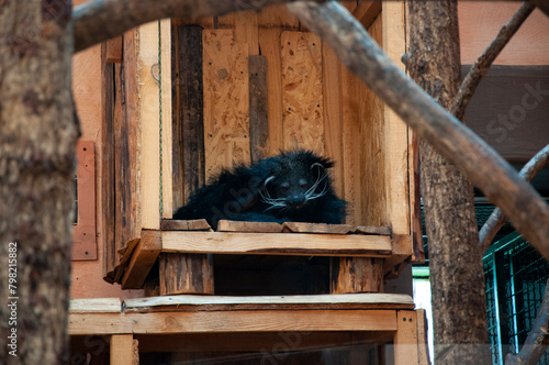 Binturong bearcat. Wild animal and wildlife. Animal in zoo. Binturong bearcat in zoo park. Wildlife and fauna photo