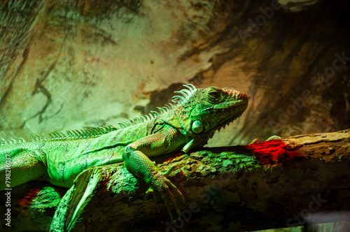 Wild animal and wildlife. Animal in zoo. Iguana lizard reptile in zoo park. Wildlife and fauna. Iguana lizard reptile. Green color