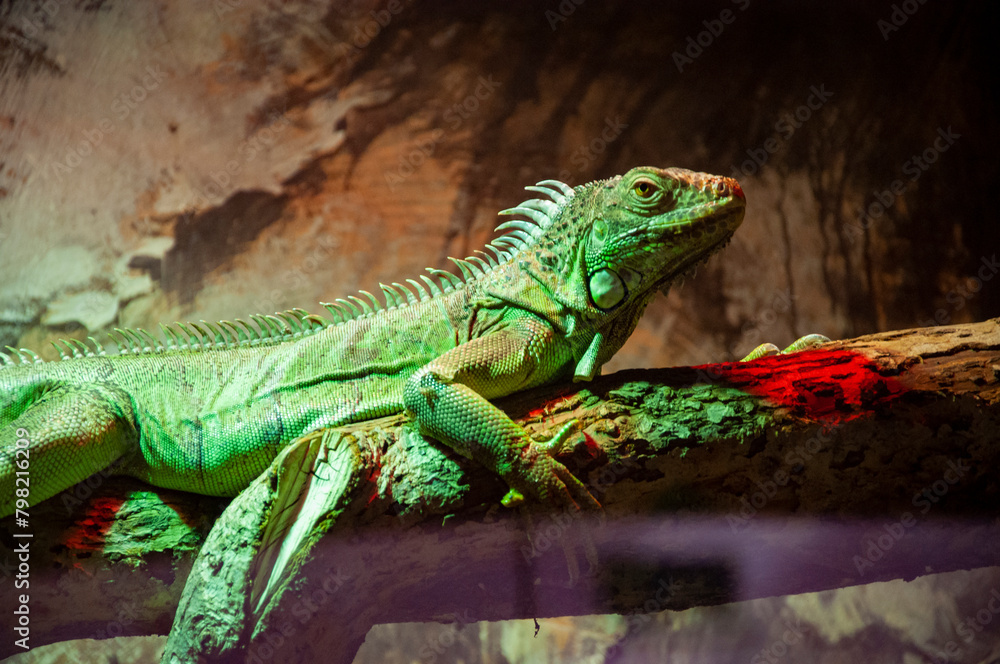 Wildlife and fauna. Iguana lizard reptile. Wild animal and wildlife. Animal in zoo. Iguana lizard reptile in zoo park. Reptilian Wildlife and fauna. Iguana lizard reptile. Wild animal and wildlife. Animal in zoo. Iguana lizard reptile in zoo park. Reptilian
