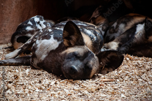 Wild animal and wildlife. Animal in zoo. African wild dog hyenas in zoo park. Wildlife and fauna. Hyaenas. African wild dog hyenas. Lycaon pictus photo