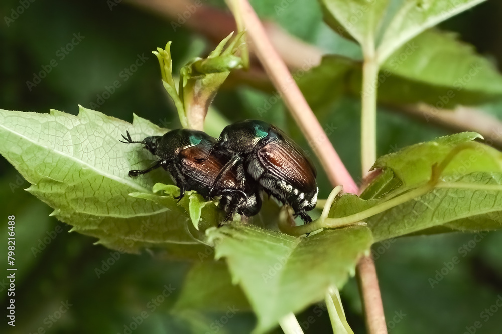 A pair of invasive Japanese Scarab Beetles (Popillia japonica) mating on a green leaf. Long Island, New York, USA A pair of invasive Japanese Scarab Beetles (Popillia japonica) mating on a green leaf. Long Island, New York, USA