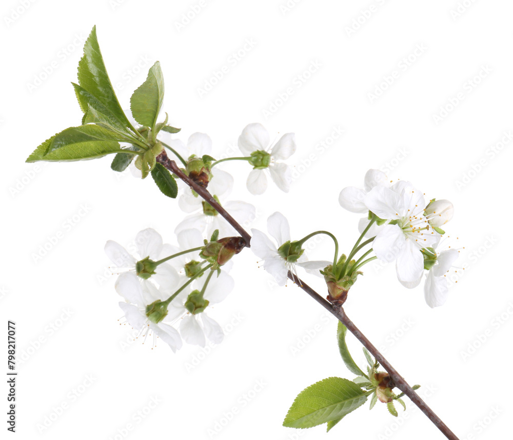 Spring branch with beautiful blossoms and leaves isolated on white
