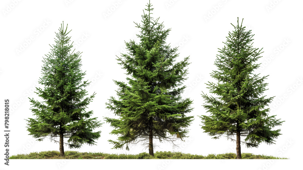 Three pine trees are standing next to each other on a white background