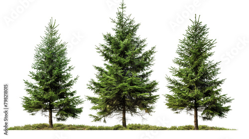 Three pine trees are standing next to each other on a white background © DX