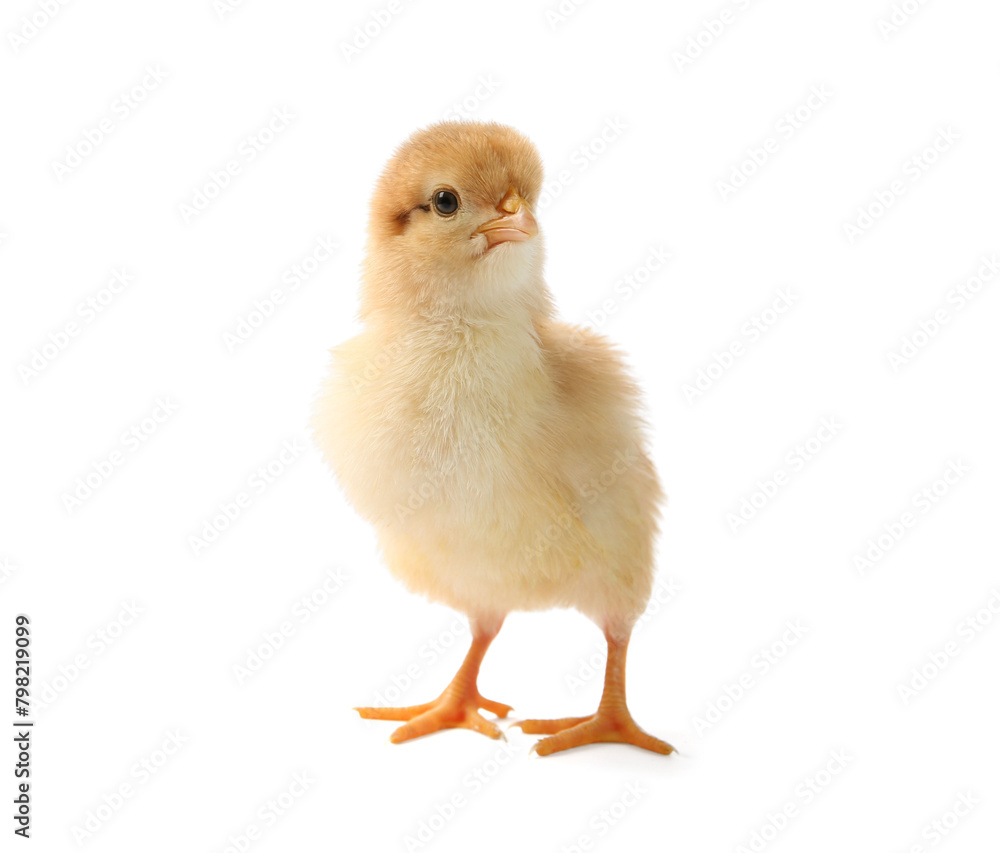 One cute chick isolated on white. Baby animal One cute chick isolated on white. Baby animal
