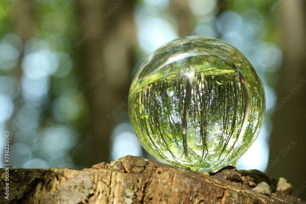 Green trees outdoors, overturned reflection. Crystal ball on stump in forest. Space for text Green trees outdoors, overturned reflection. Crystal ball on stump in forest. Space for text