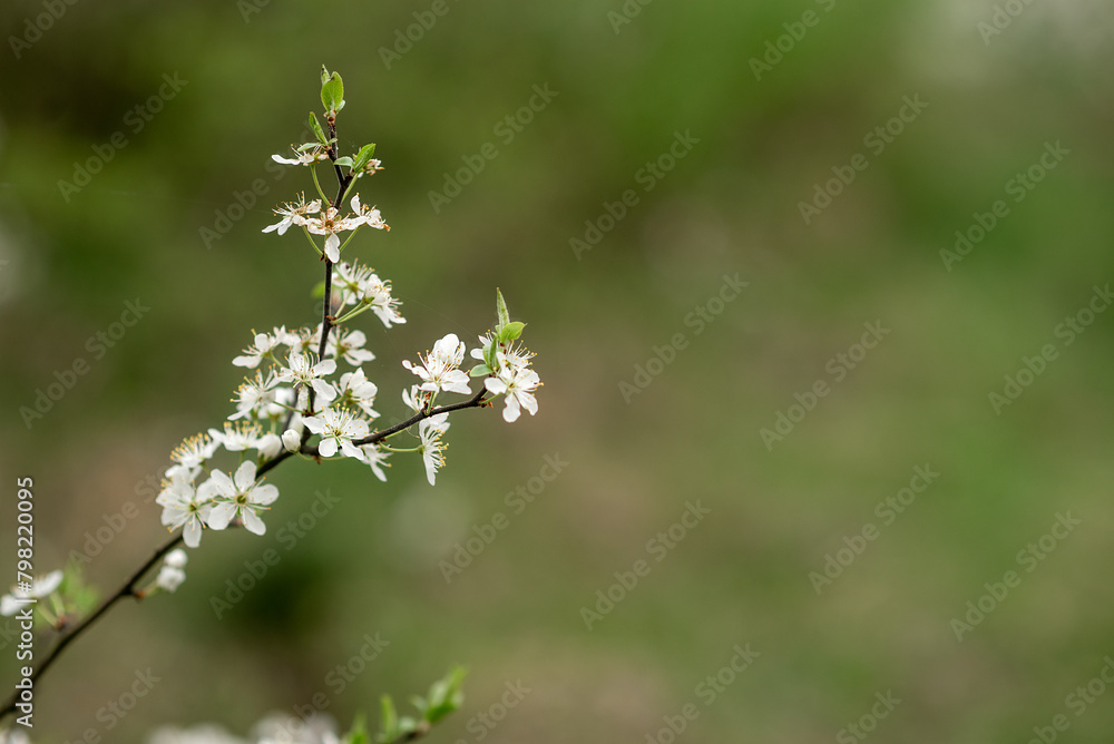 white blooming tree in spring white blooming tree in spring