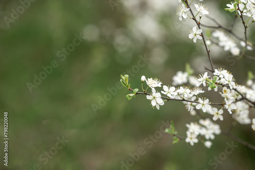 white blooming tree in spring