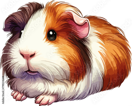 country guinea pig on white