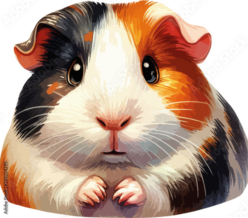 country guinea pig on white