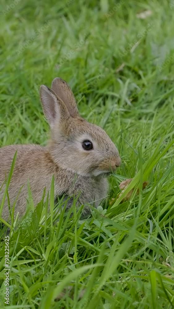 A Vertical Video of a Wild Rabbit Feeding on Grass in Slow Motion A Vertical Video of a Wild Rabbit Feeding on Grass in Slow Motion