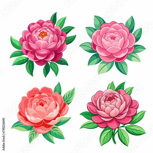 Set od beautiful red and pink peony flower for decor on white background